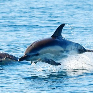Two dolphins jumping out of the water in the ocean.