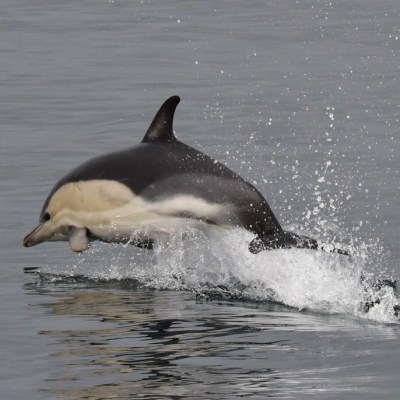 Dolphin leaping out of the water against a calm sea backdrop.