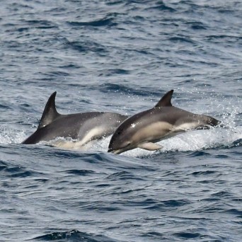Two dolphins jumping through the ocean waves.