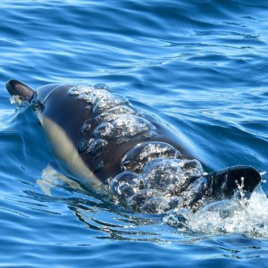 Dolphin swimming with bubbles on back in blue ocean water.