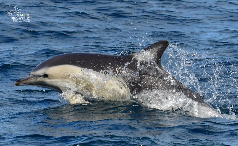 Dolphin leaping out of the water with splashes around in the ocean.