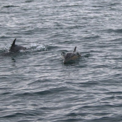 Two dolphins swimming in the ocean with visible dorsal fins.