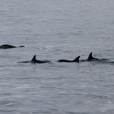 Silhouettes of dolphins swimming in calm water.