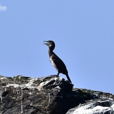 Bird standing on rocky cliff against blue sky.