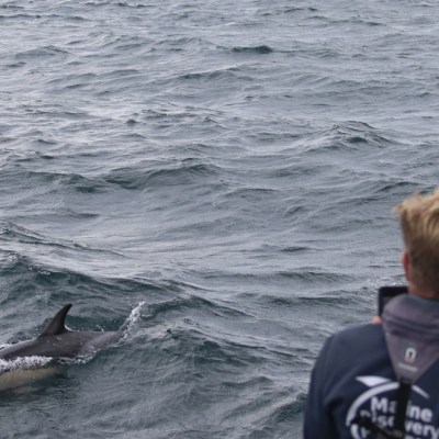 Person watching a dolphin swimming in the ocean.