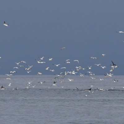 Flock of seagulls flying over the ocean on a cloudy day.