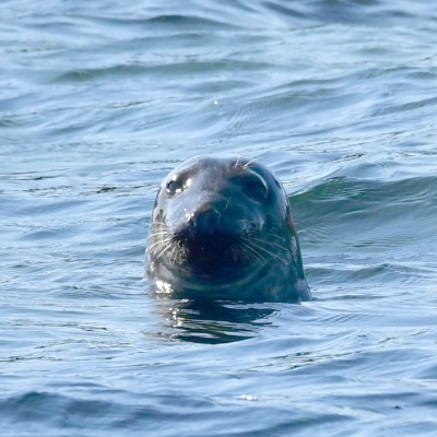 Seal's head peeking above water surface in ocean.