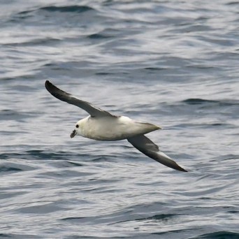 Seabird flying low over the ocean with outstretched wings.