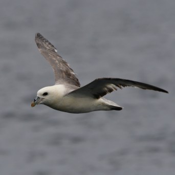 Bird with gray wings flying over water.