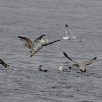 Seabirds diving and floating on the water surface.