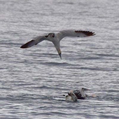 Seabird flying over the ocean with other birds swimming in the water.
