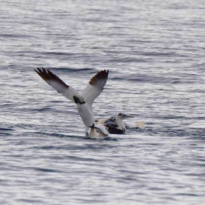 Seabird taking flight from water surface, wings raised.