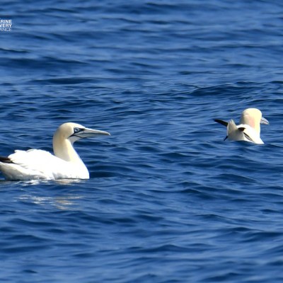 Two white seabirds floating on the blue ocean surface.