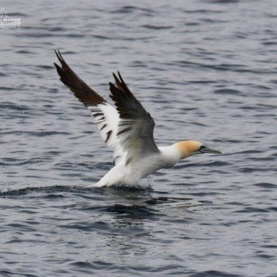 Seabird with white body and brown wings taking off from the water's surface.