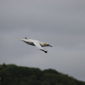 Bird flying over green hill with gray sky background.