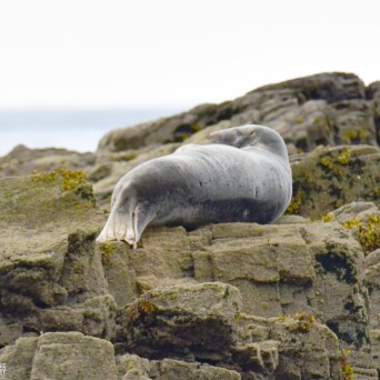 Seal resting on rocky shoreline, facing away from camera.