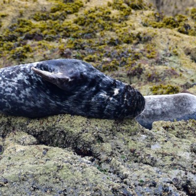 Two seals resting on moss-covered rocks near the water.