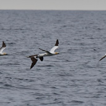 Four seabirds flying over the ocean on a cloudy day.