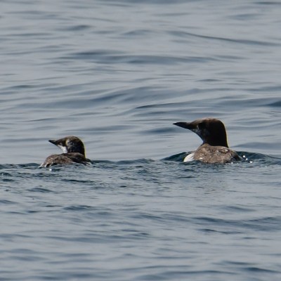 Two birds swimming in the ocean with rippling water surface.