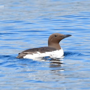 A seabird with brown and white plumage swims on blue water.