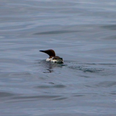 A bird swimming on calm water with a blurred logo in the corner.