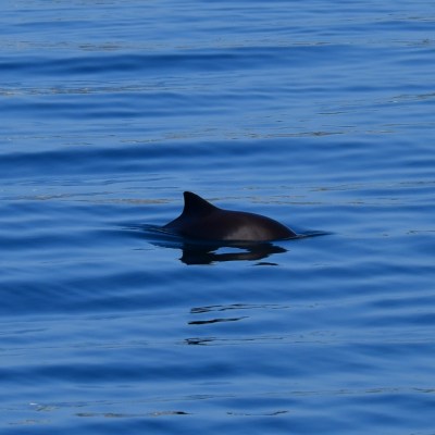 A dolphin fin surfacing in calm blue ocean water.