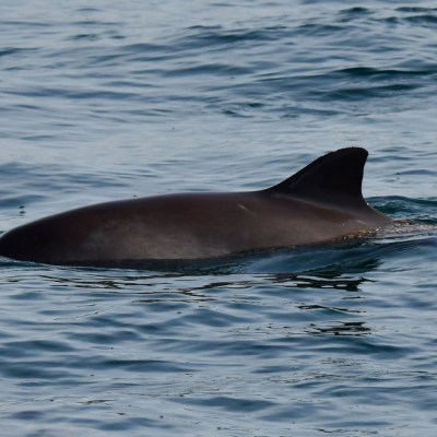 A dolphin swimming in calm ocean waters.