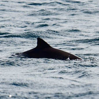 Dorsal fin of a porpoise emerging from the ocean waves.
