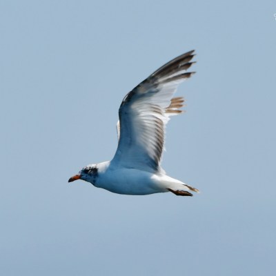 Seagull flying against a clear blue sky.