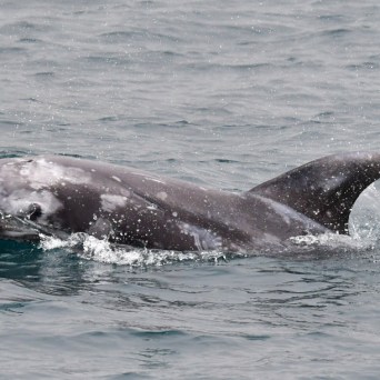 A dolphin with a mottled gray skin swims in the ocean, partially emerging from the water.