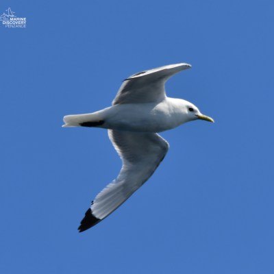 Seagull flying against a clear blue sky.