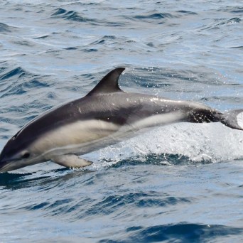 Dolphin leaping out of the water in the ocean.