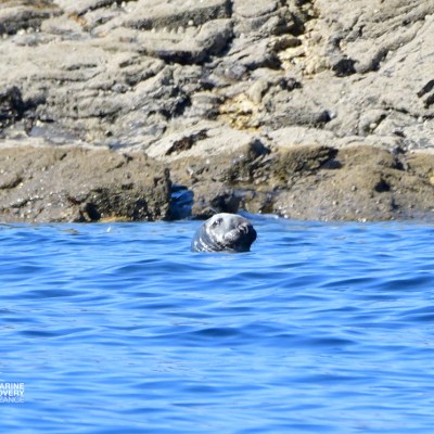 Seal peeking above water near rocky shoreline