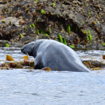 Seal resting on seaweed-covered rocks by the water's edge.