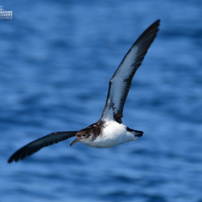 Seabird with outstretched wings flying over blue ocean water.