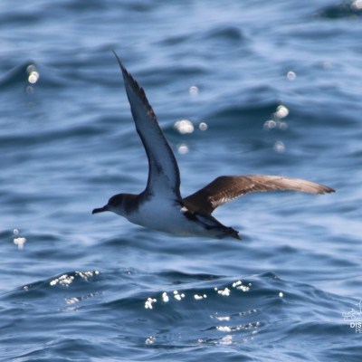 A seabird gliding over blue ocean waves on a sunny day.
