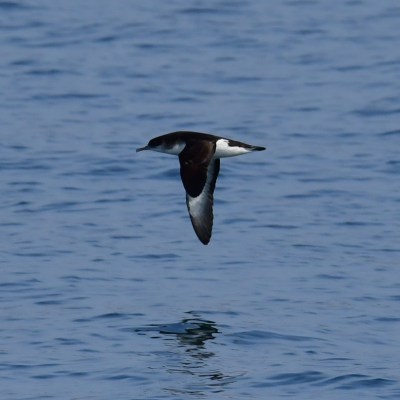 A seabird with dark and white plumage flying low over the ocean.