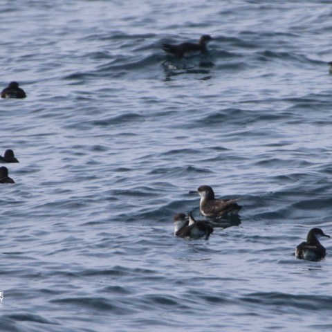 Several seabirds floating on the ocean surface with gentle waves.