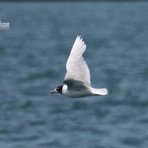 A gull flying over the sea with its wings spread.