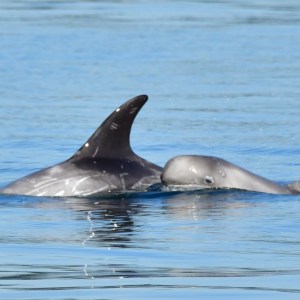 Two dolphins swimming in calm blue water.