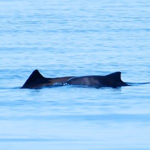 Dorsal fin of a dolphin or porpoise cutting through calm blue water.