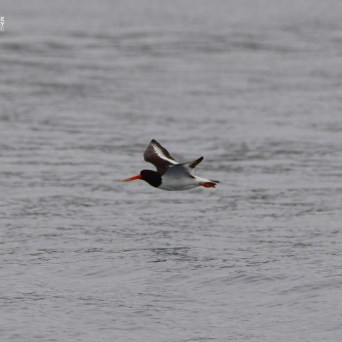 Bird with black and white wings and orange beak flying over water.