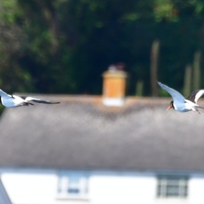 Two birds flying over rooftops near green trees.