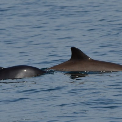 Two dolphins swimming together in the ocean.