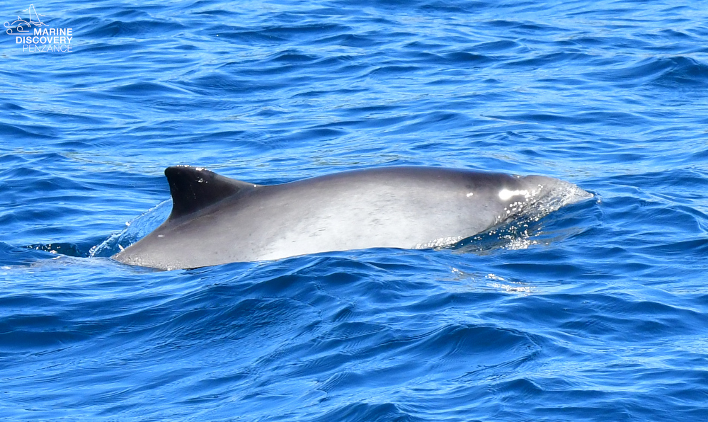A porpoise surfacing in calm blue ocean water.
