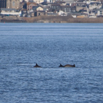 Dolphins swimming near the surface of the water with town buildings in the background.