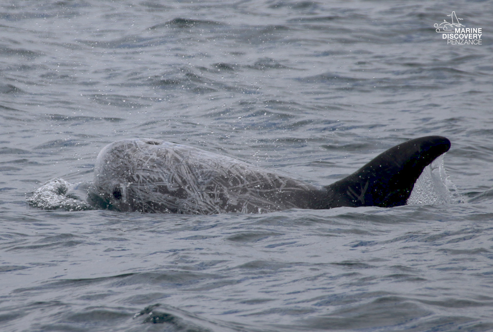 Gray dolphin swimming in ocean water, partially submerged.