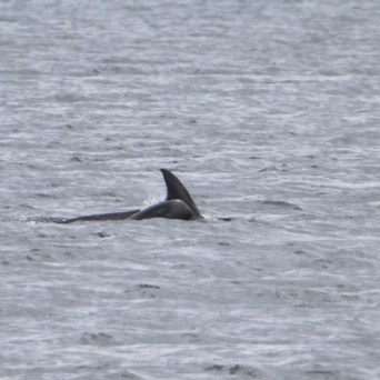 Dorsal fin of a dolphin visible above the water surface.