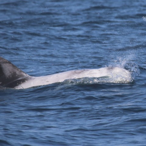 Dolphin surfacing with water splashing, dorsal fin visible, in the ocean.