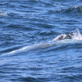 Partial view of a whale surfacing in the ocean with water splashing.